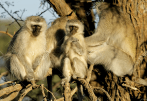 Screen Shot 2017-11-13 at 10.40.36 AM