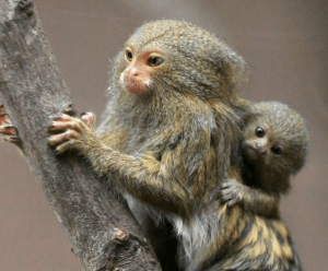 Screen Shot 2017-11-13 at 10.46.01 AM