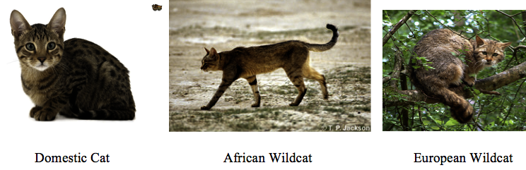 Screen Shot 2017-11-25 at 12.01.15 PM