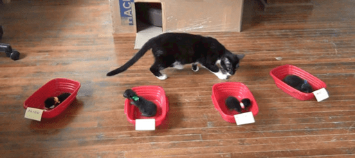 Cats Can Find Their Own Kittens by Smell; They Just Don’t&nbsp;Care