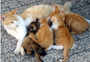 Screen Shot 2017-11-26 at 10.10.35 AM