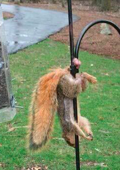 Screen Shot 2018-05-23 at 9.00.34 AM