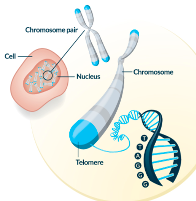 Healthcare Access and Stress: The Truth is in the Telomeres  The Human  Evolution Blog