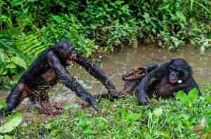 jerk-bonobos-1_custom-1f3adce37296599c69d499fc531b4422f861a8fa-s1100-c15