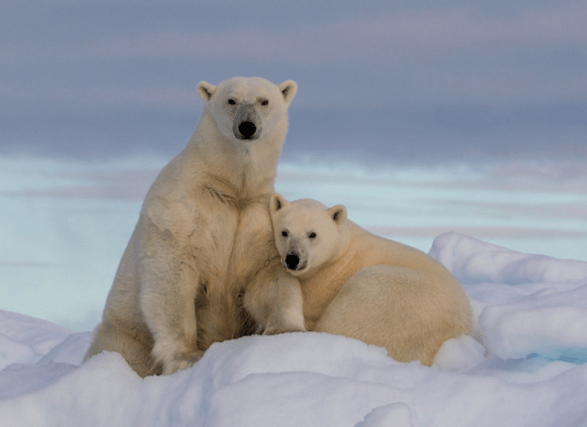 Darwin Devolves: Behe Gets Polar Bear Evolution Very&nbsp;Wrong