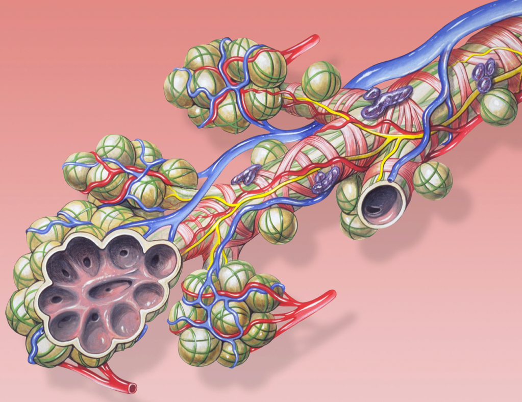 5 MORE Ways that COVID-19 is nothing like the flu (part 2 of&nbsp;2)