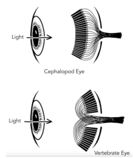 Is Nocturnal Eye Shine an Adaptation for the Backwards&nbsp;Retina?
