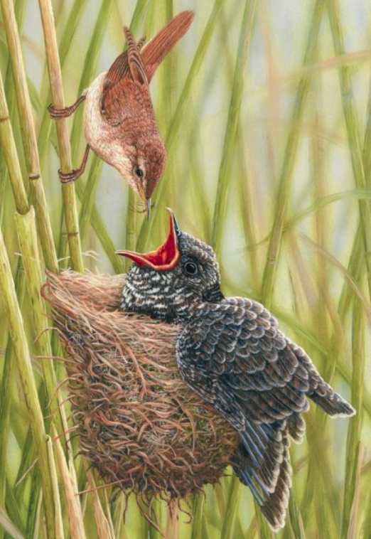 Mating, monogamy, and the sheer AUDACITY of brood&nbsp;parasites